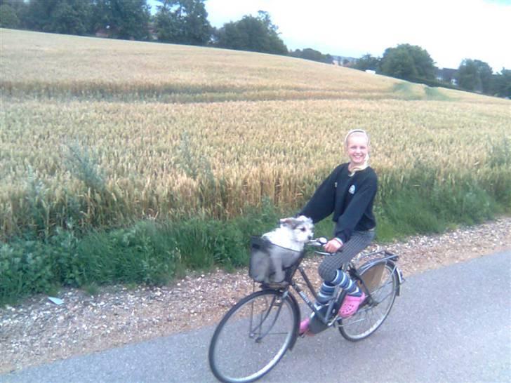 Blanding af racer - Loui.=)drømme hund=) - louie kn både lide at cykle og ride (: billede 4