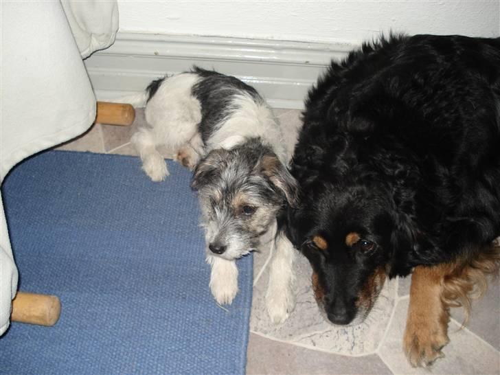 Blanding af racer - Loui.=)drømme hund=) - rip molly, vi savner dig. louies bedste veninde. billede 5