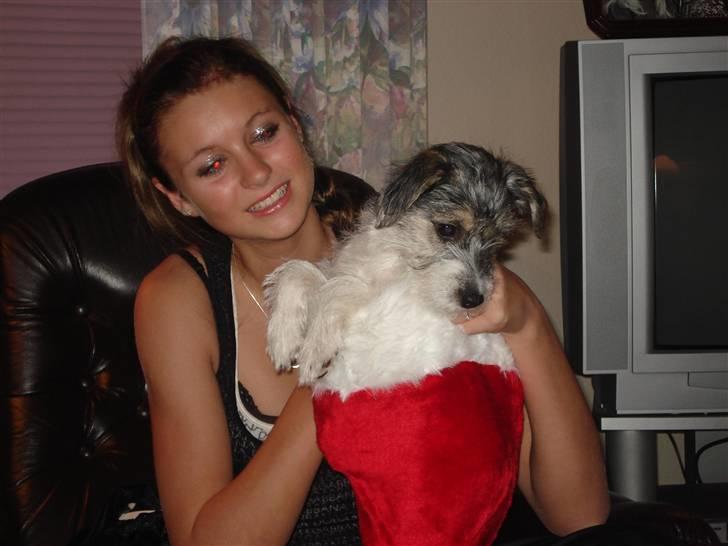 Blanding af racer - Loui.=)drømme hund=) - camilla og louie juleaften 07. billede 6