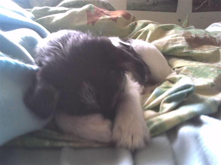 Blanding af racer - Loui.=)drømme hund=) - få dage før vi fik =) sille jeg er sjenert kom nu=I billede 10