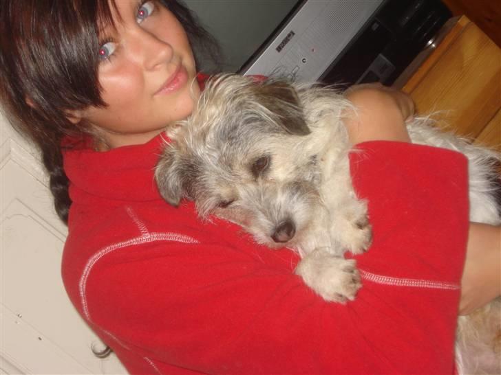 Blanding af racer - Loui.=)drømme hund=) - camilla og louie. billede 11