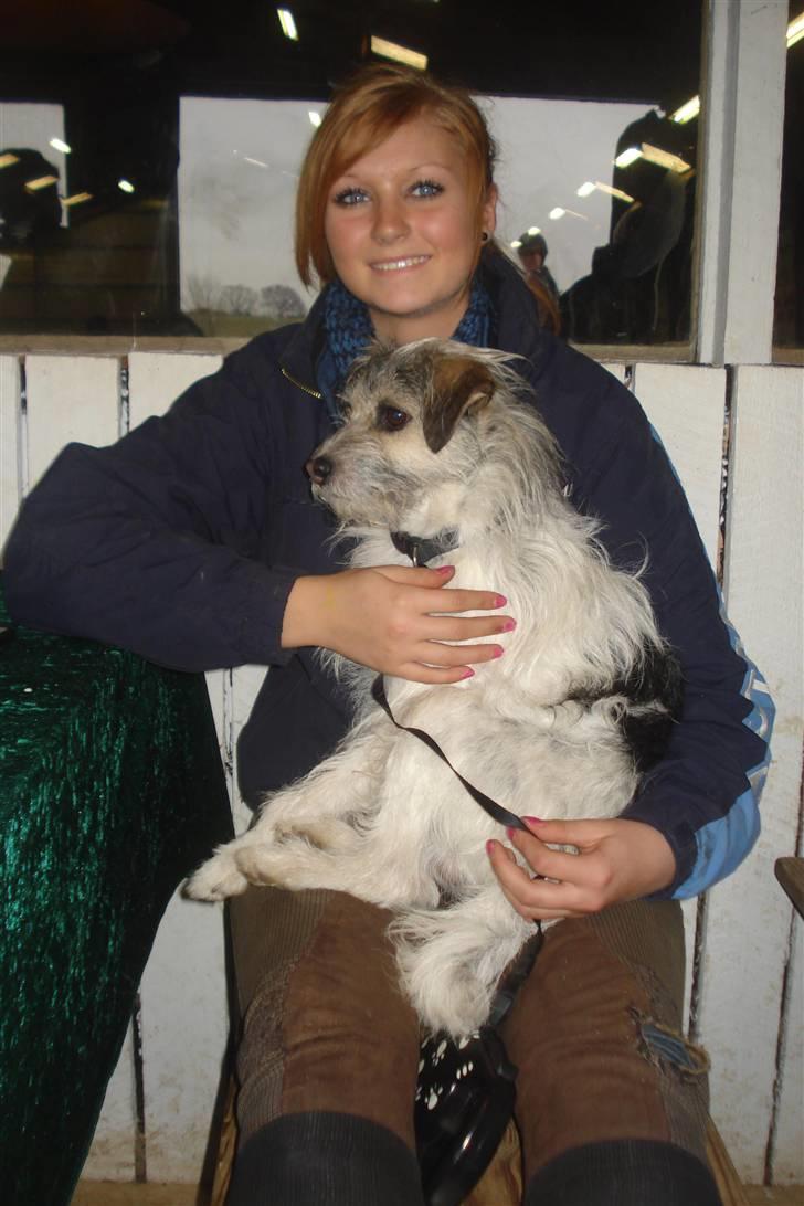 Blanding af racer - Loui.=)drømme hund=) - camilla og louie billede 12