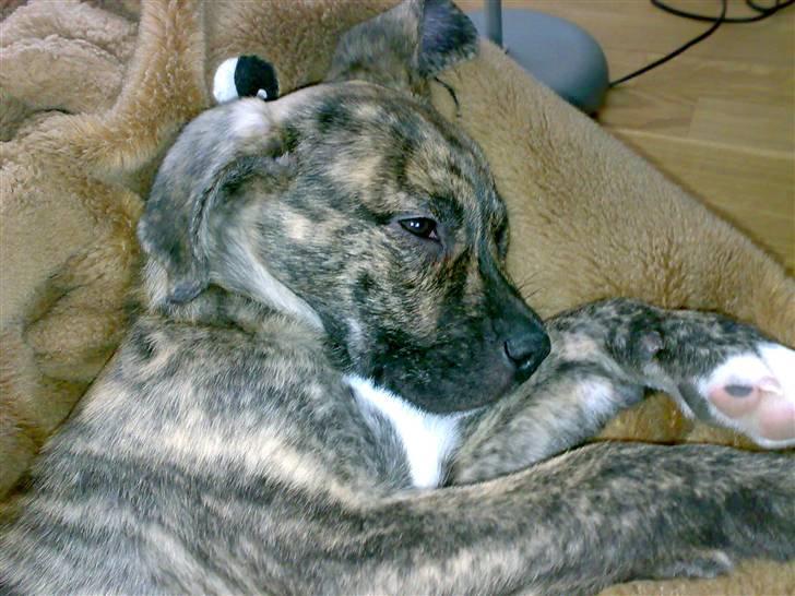 Blanding af racer Max billede 7