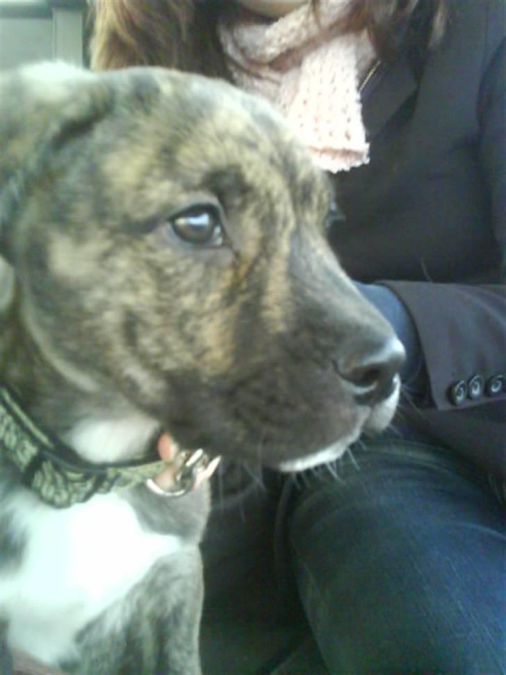 Blanding af racer Max billede 8