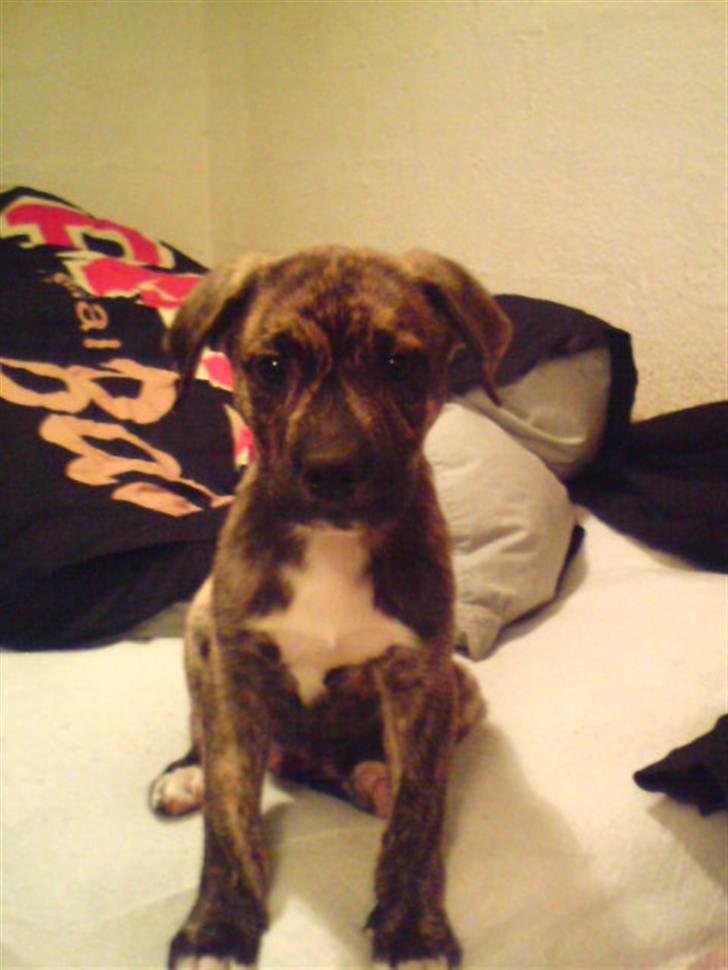 Blanding af racer Max billede 9