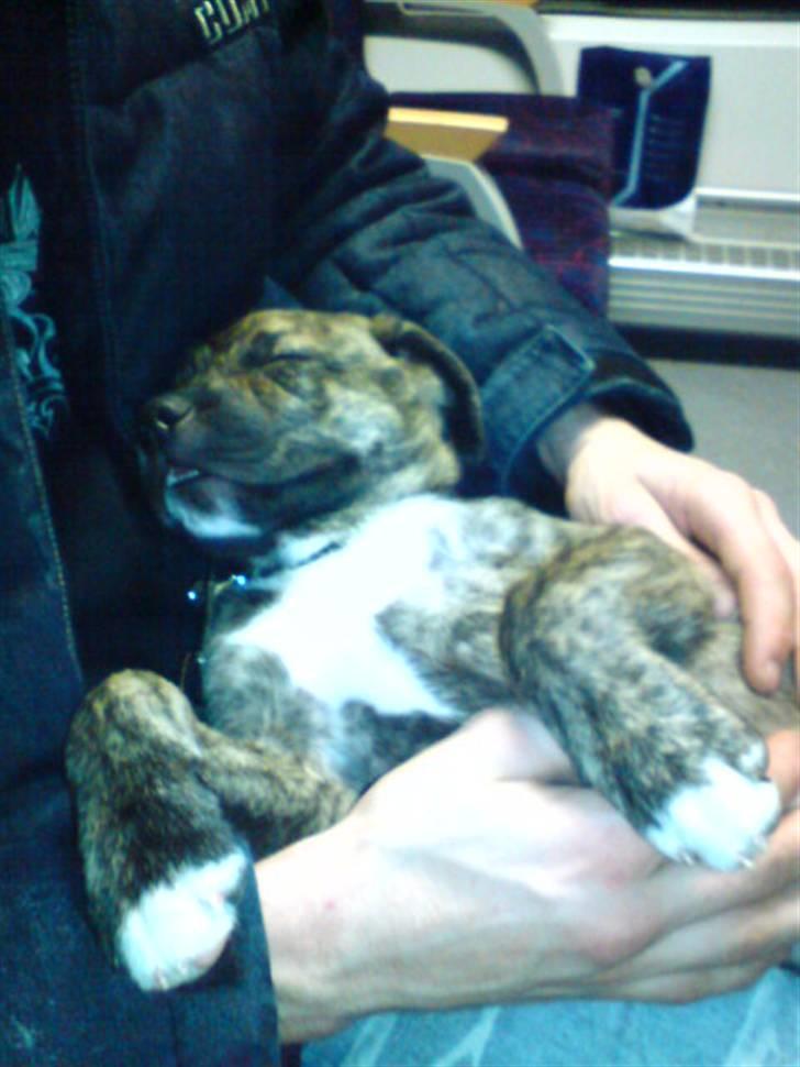 Blanding af racer Max billede 10