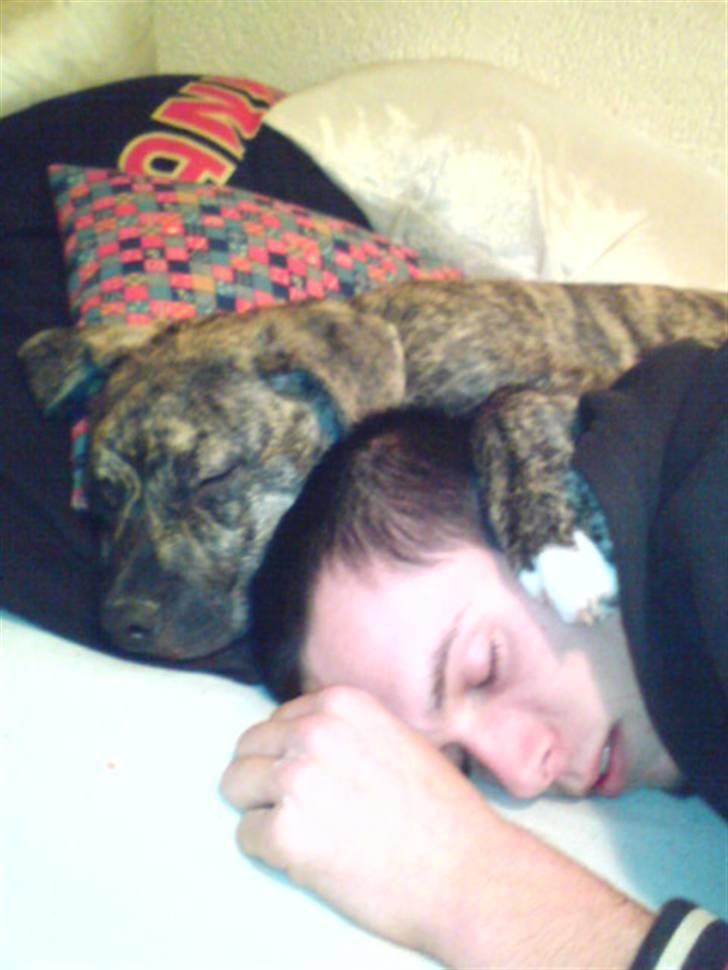 Blanding af racer Max billede 13