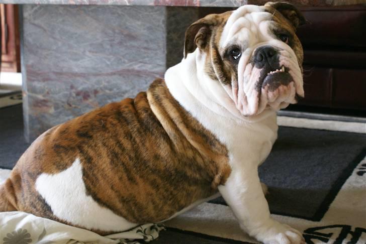 Engelsk bulldog LUDVIG ~udfordres gerne~  - Skønne Lud 8½ mdn gammel.. billede 1