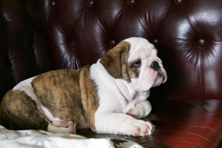 Engelsk bulldog LUDVIG ~udfordres gerne~  - Ludvig 3 mdr. billede 3