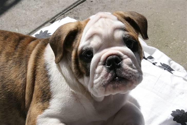 Engelsk bulldog LUDVIG ~udfordres gerne~  - Ludvig 3 mdr. billede 4
