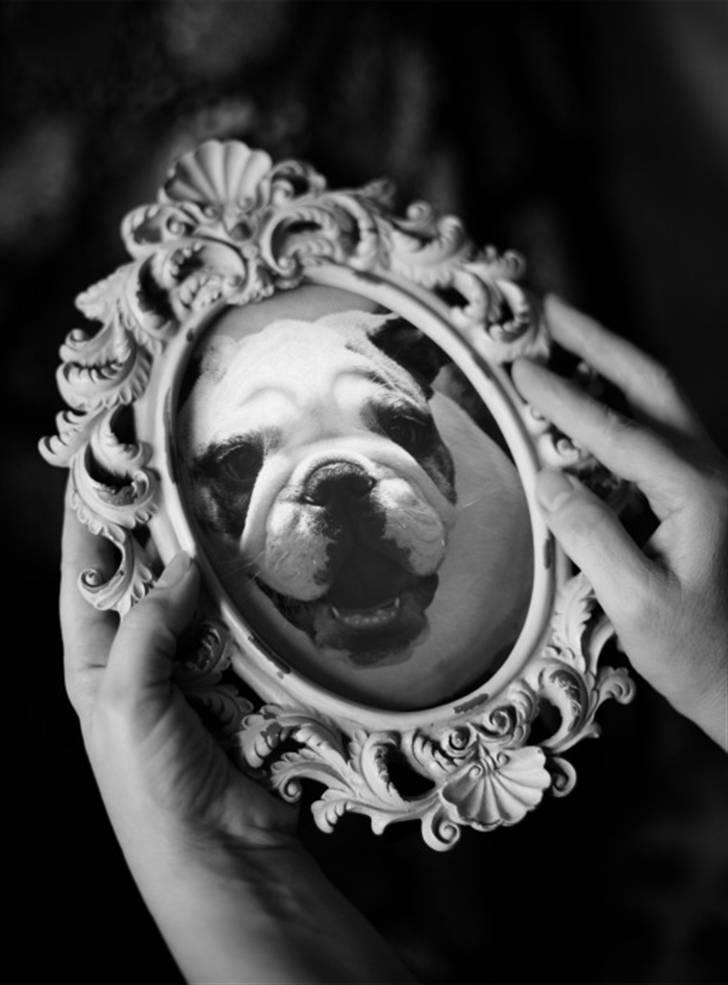 Engelsk bulldog LUDVIG ~udfordres gerne~  billede 5