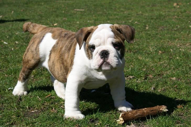 Engelsk bulldog LUDVIG ~udfordres gerne~  - Ludvig 3 mdr. billede 6