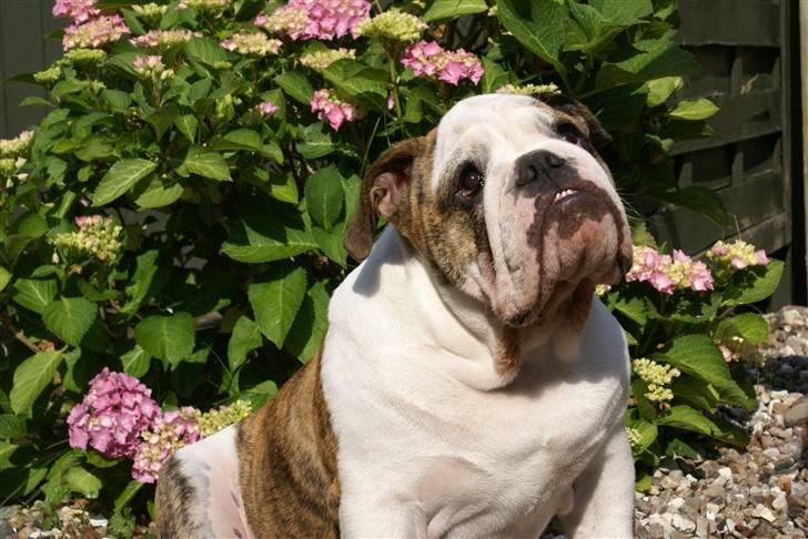 Engelsk bulldog LUDVIG ~udfordres gerne~  - Skønne Ludvig i sommerhus - 6 mdr. gammel.. billede 7