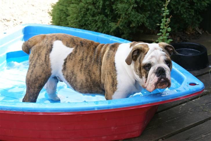 Engelsk bulldog LUDVIG ~udfordres gerne~  - Ludvig 6 mdr.. billede 9