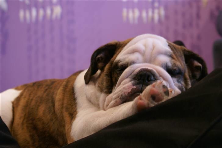 Engelsk bulldog LUDVIG ~udfordres gerne~  - Ludvig 4 mdr. billede 10