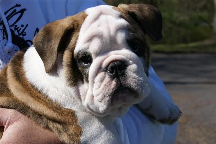 Engelsk bulldog LUDVIG ~udfordres gerne~  - Ludvig 3 mdr. billede 11