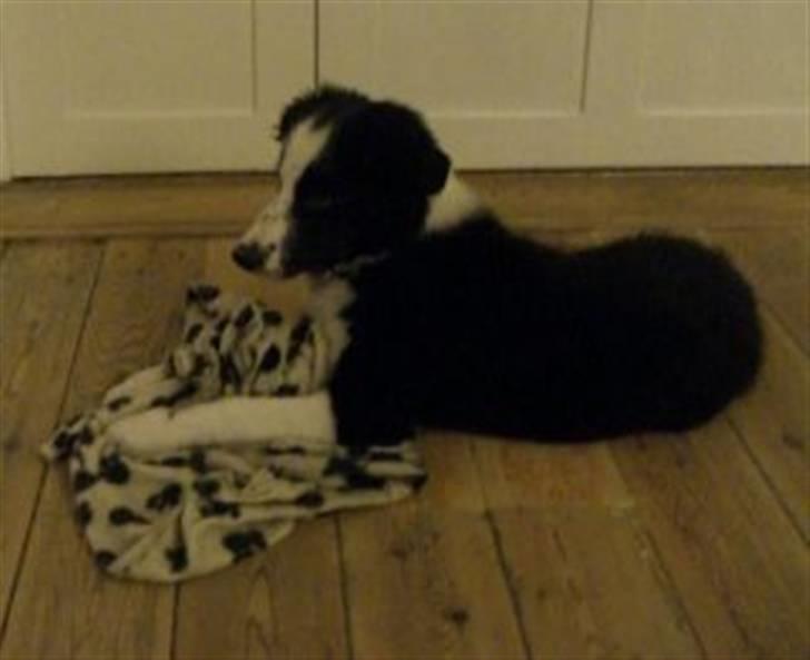 Border collie Indy - indy 16 uger billede 3