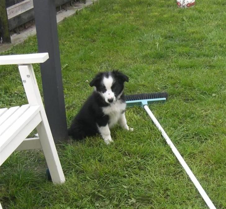 Border collie Indy - Indy har leget med kosten. billede 5