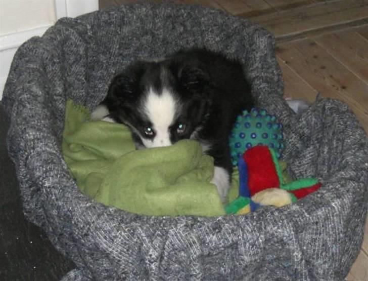 Border collie Indy - indy 10 uger. gemmer sig han vil ikke have taget billeder. billede 7