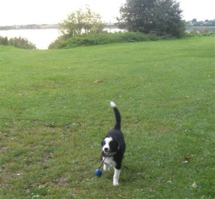 Border collie Indy - indy 12 uger. se er jeg ik fin. billede 8