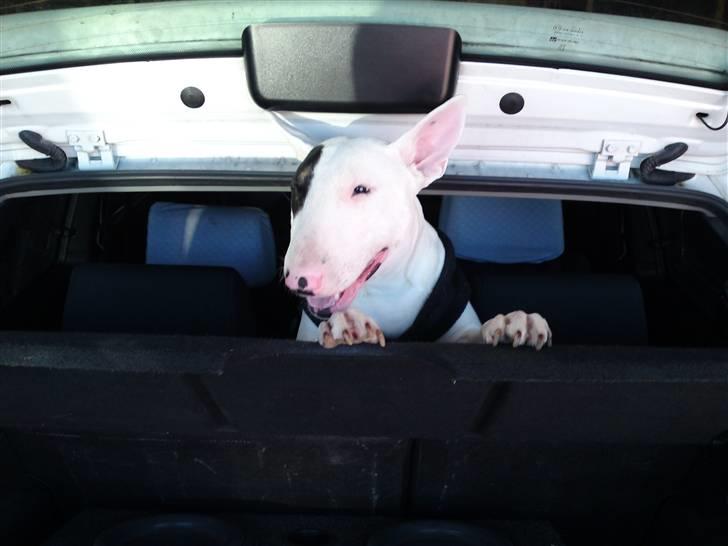 Bullterrier Ludvig billede 20