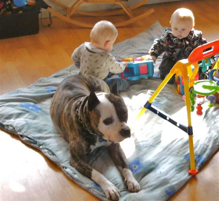 Amerikansk staffordshire terrier Mean  R.I.P - Sammen med vores tvillinger Jamie og Marck da de var 9 månder. billede 12