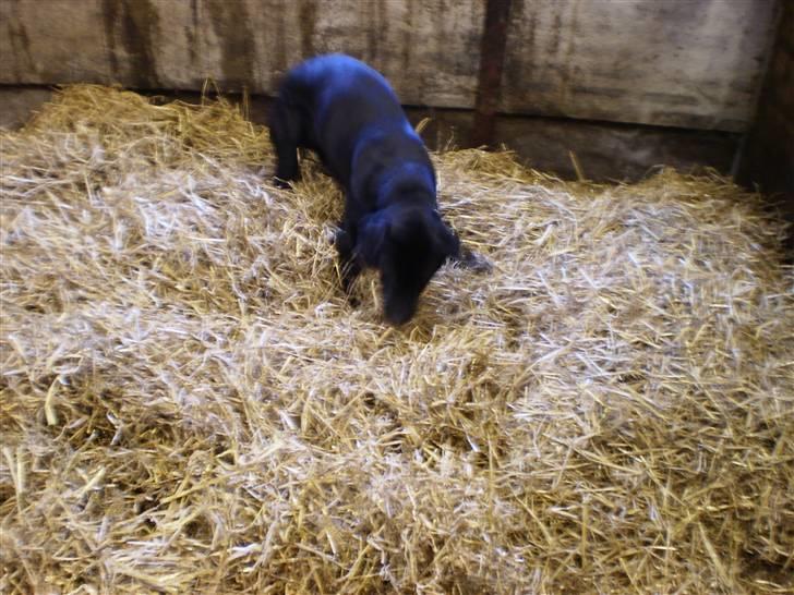 Blanding af racer Laica - Laica som roder efter mus i min pony Tykkes, boks :b billede 7