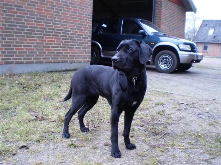 Blanding af racer Laica - Laica (:  billede 8