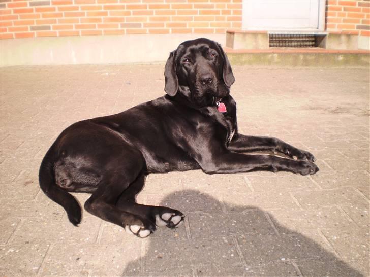 Blanding af racer Laica - Laica (:  billede 9