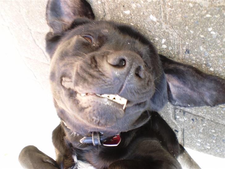 Blanding af racer Laica - Laica (: billede 10