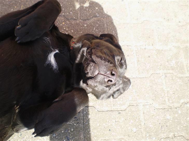 Blanding af racer Laica - Laica (: "I feel good :D billede 11