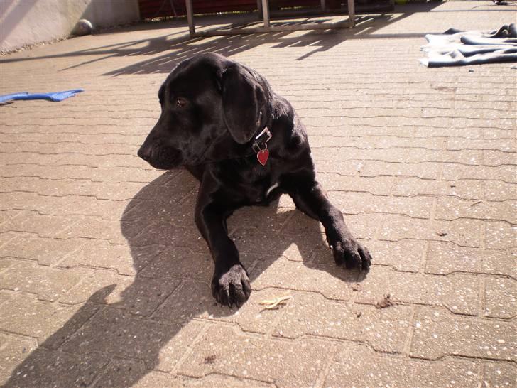 Blanding af racer Laica - Laica (:  billede 12