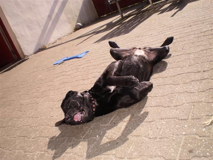 Blanding af racer Laica - Laica (:  billede 13