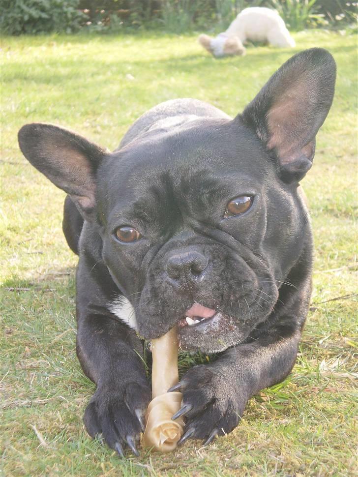 Fransk bulldog Victoria billede 7