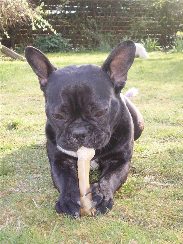 Fransk bulldog Victoria billede 8