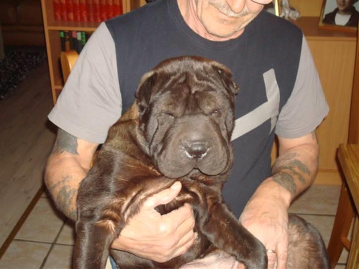 Shar pei Fnuggi  (død) - Velkommen til min Profil... billede 1