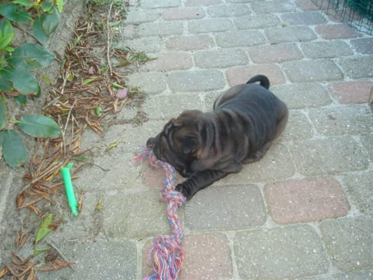 Shar pei Fnuggi  (død) - Mig som lille. Mums det smager godt. billede 2