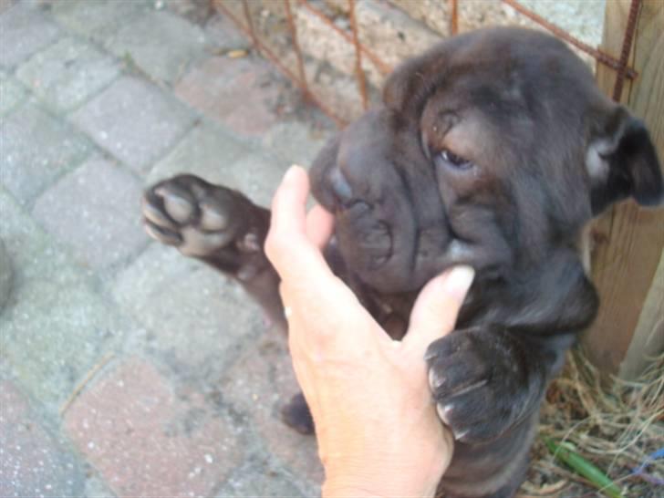 Shar pei Fnuggi  (død) - Guffenuf de smager godt billede 3
