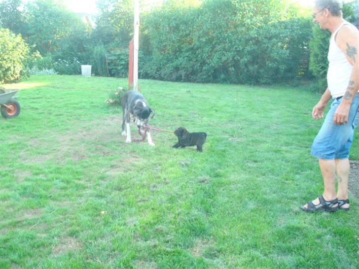 Shar pei Fnuggi  (død) - Kan du så give slip thor... billede 4