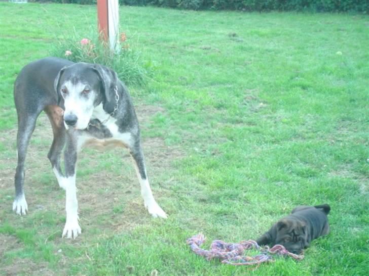 Shar pei Fnuggi  (død) - Haha jeg fik det nananana billede 5