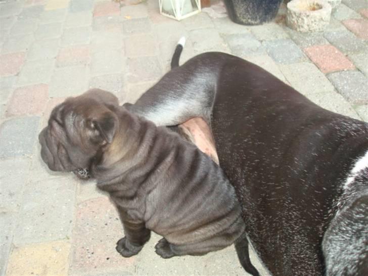 Shar pei Fnuggi  (død) - Puhaa det er varmt. billede 6