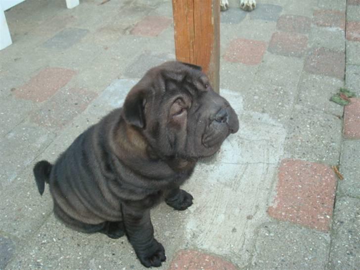 Shar pei Fnuggi  (død) - Hvis nu jeg sidder her bag pælen kan de nok ikke finde mig billede 7