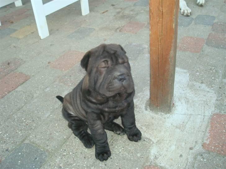 Shar pei Fnuggi  (død) - Sys jeg er bleven lidt træt billede 8
