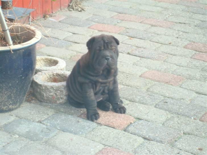 Shar pei Fnuggi  (død) - zzzzZZZzzz billede 9