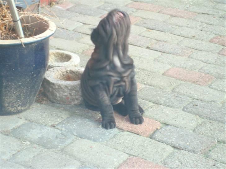 Shar pei Fnuggi  (død) - GGGAAAABBBBB billede 10