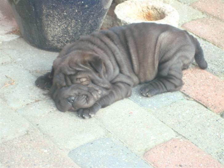 Shar pei Fnuggi  (død) - Godnat.... ZZZzzzZZZ billede 11