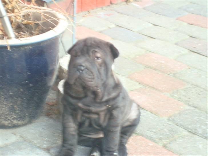 Shar pei Fnuggi  (død) - Sover ikke... hviler bare mine øjne billede 12