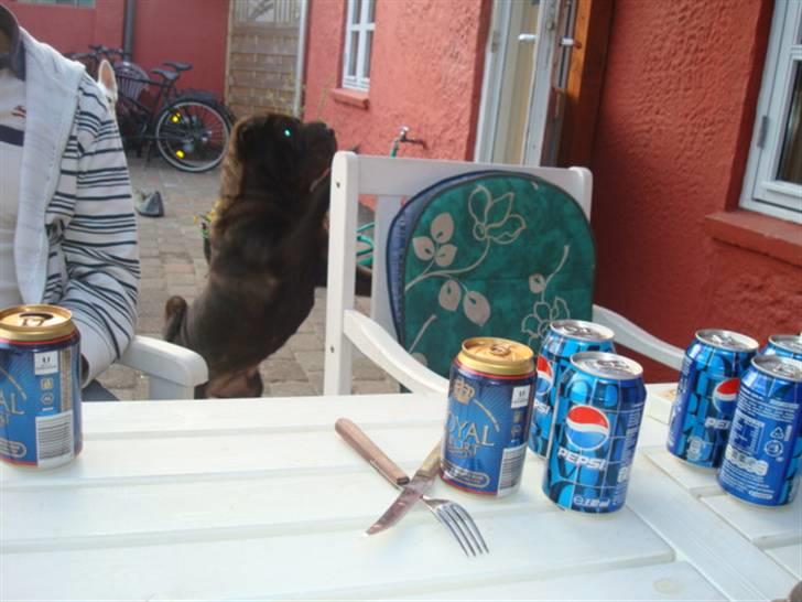 Shar pei Fnuggi  (død) - Dumme missekat kan du så komme her ned... billede 13