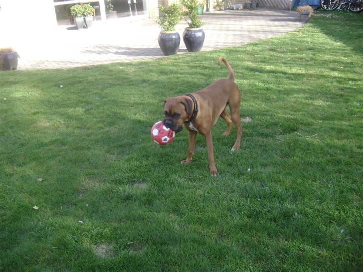 Boxer Bella billede 16