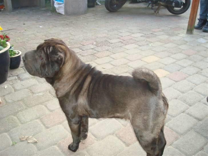 Shar pei Fnuggi  (død) - Hov hva sker der der.? billede 14